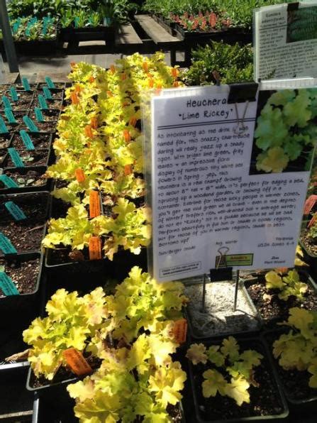 agaclar.net - Annie's Annuals Serası (San Francisco bölgesi)