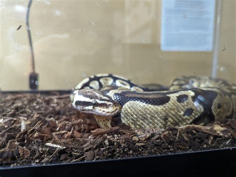 My ball python got out of her enclosure : r/ballpython