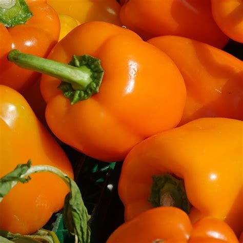 Capsicum Orange Wonder (കാപ്സികം (ഓറഞ്ച്)) – Mahaagrin