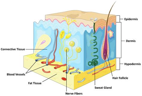 Layers Of The Skin And Depth at Michael Lefroy blog