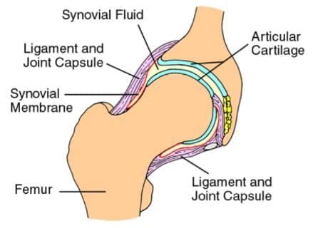 The Structure and Functions of the Musculoskeletal System - Physical ...