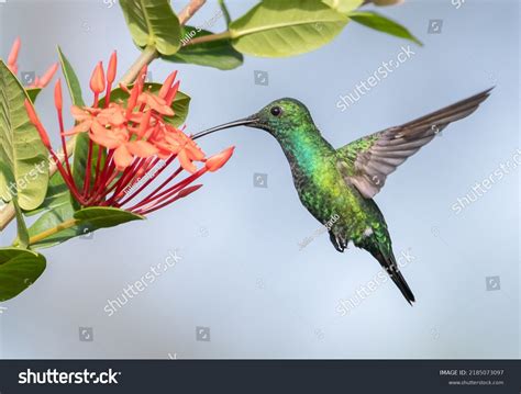 Puerto Rico Endemic Green Mango On Stock Photo 2185073097 | Shutterstock