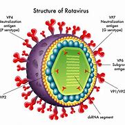 rotavirus 的图像结果