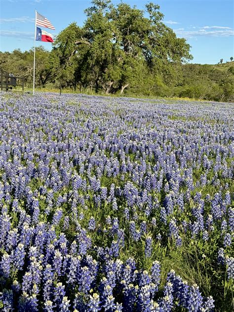 Bluebonnets and Lone Star Flags | Images of Texas