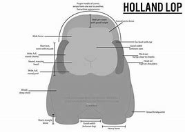 Image result for Broken Cream Holland Lop