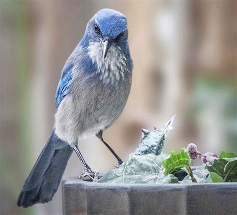 Meet the Jays: 8 Types of Jays You Should Know - Birds and Blooms