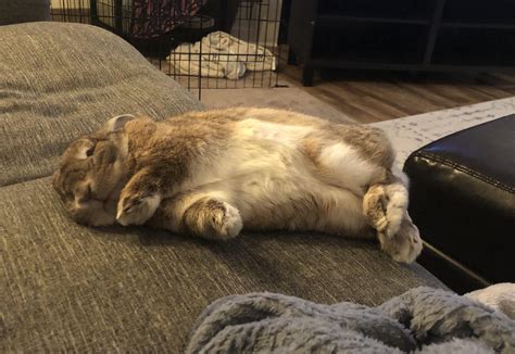 What are the behaviors that made you realize your rabbit is becoming elderly? : r/Rabbits