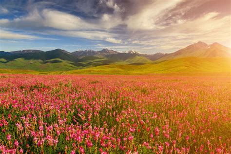 Trek To Valley Of Flowers: A Must Have Experience For 2026!