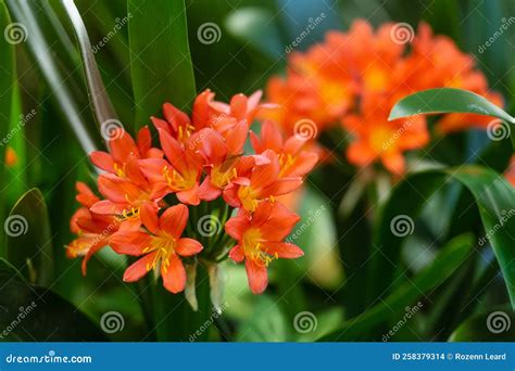 Bright Orange Cluster of Flowers Stock Photo - Image of clumping ...