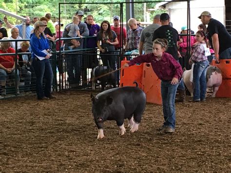 PHOTOS: Athens County Fair 2017 - WOUB Public Media