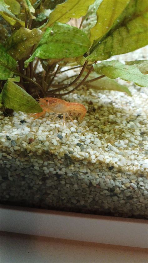 Update: Mini lobster is pregnant! : r/Aquariums