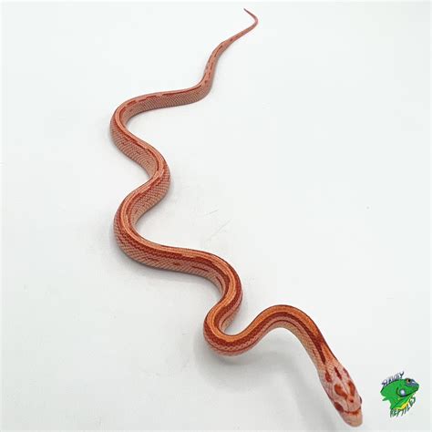 Albino Amelanistic Corn Snake
