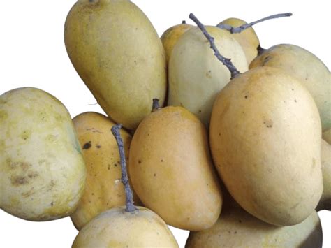 "Fresh, Organic Ataulfo Mangos - Sweet & Juicy Tropical Fruit - 1 Kg"