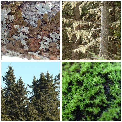 Green 的图像结果