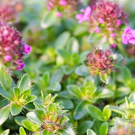 Thyme Lawn Plugs at Ryder Sidaway blog