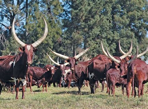 MABAMBA SWAMP SHOEBILL WATCHING (2026) All You Need to Know BEFORE You ...