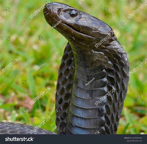 Black Cobra Snake