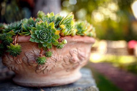 How To Plant And Grow Hens And Chicks Plants