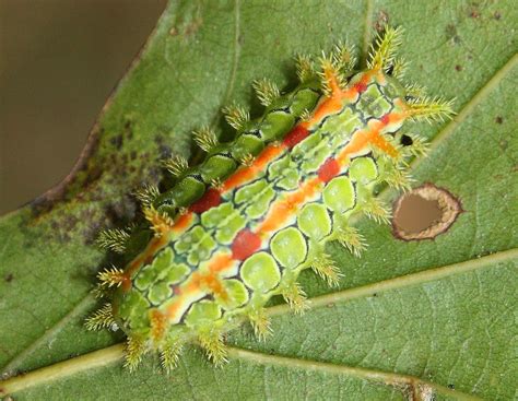 Do Caterpillars Bite or Sting?