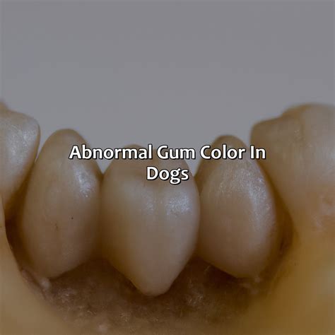 Do Dogs Gums Change Color With Age at Valeria Sturm blog