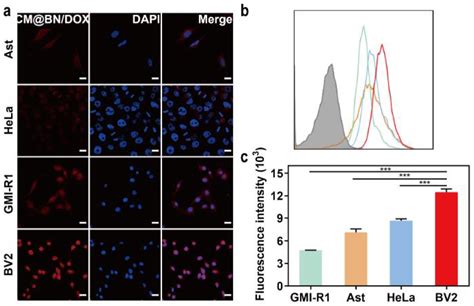 Biomimetic Boron Nitride Nanoparticles for Targeted Drug Delivery and ...