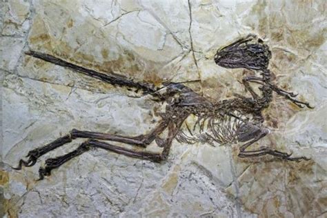 辽宁发现一种新恐龙化石 有羽翅但不会飞-搜狐新闻