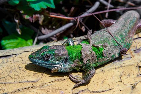 Why Some Animals Change Color With the Seasons - Animals Around The Globe