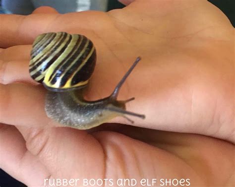 Image result for Snails Learning