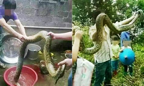 Image result for How to Cook Python