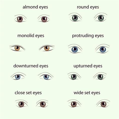 Different Types Of Eye Shapes