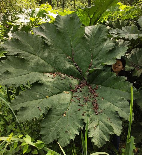 Biggest leaf I have ever seen! Do you know what species this plant is ...