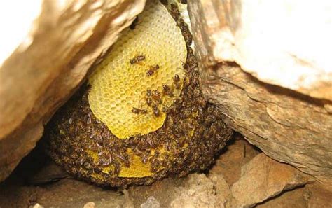 蜜蜂窝是什么做成的，筑巢材料是怎么来的 - 农敢网