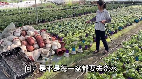 老板种植10亩地“按盆卖”的常青藤，一亩地收入30000元 - YouTube