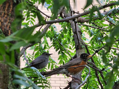 Gray catbird and American Robin : r/birding