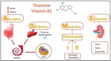 The Pivotal Role of Thiamine Supplementation in Counteracting Cardiometabolic Dysfunctions ...