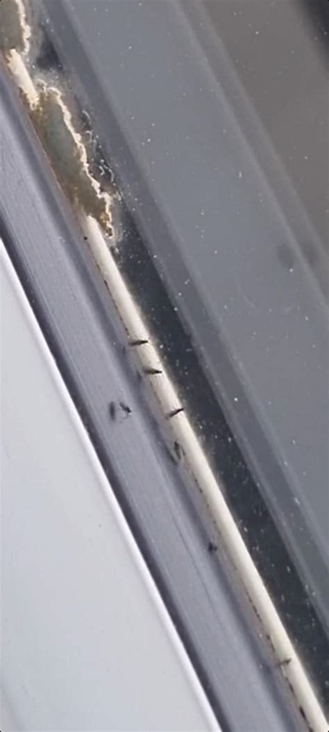 Tiny swarms of flying black bugs in the window sills : r/pestcontrol