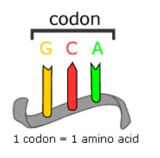 Mutations: The molecular basis of mutations - Botany Optional for UPSC ...