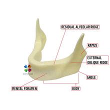 iDENTical Implant Practice Mandible Jaw Model M2025 (1 Piece ...