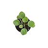 Raffy's Pilea Peperomioides Indoor Plants for Living Room - Chinese ...