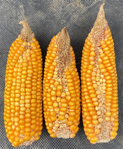 Golden Harvest | Abnormal Ear Development in Corn