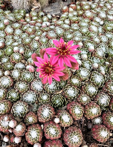 (Webinar) Dry Garden Botany- Crassulaceae [Old World] - The Ruth Bancroft Garden & Nursery