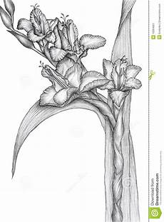 disegni di fiori a matita pencil drawing of sword lilies stock illustration disegni di fiori a matita pencil drawing of sword lilies stock illustration