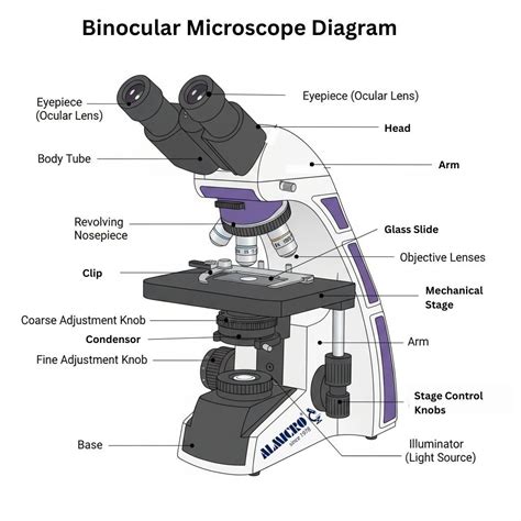 What is Binocular Microscope, Diagram, Types, Purpose, and Parts?