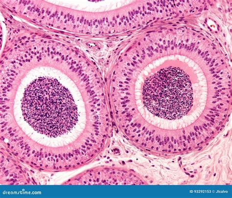 Epididymis. Pseudostratified Columnar Epithelium Stock Image ...
