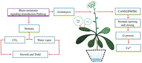 Melatonin Role in Plant Growth and Physiology under Abiotic Stress
