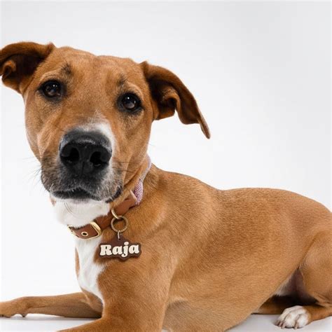 Pet Tags – Taffy Notes