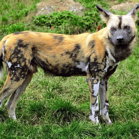 Why Are African Wild Dogs Going Extinct