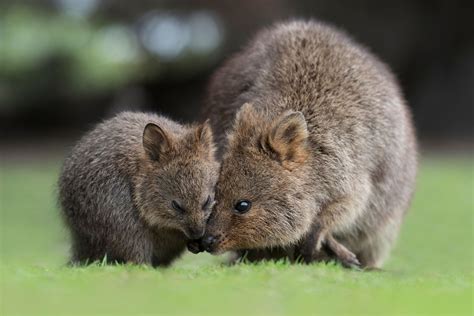Mapa Do Habitat Quokka