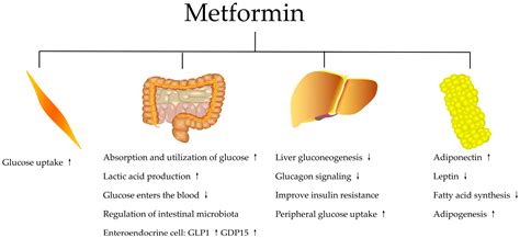 Metformin Mechanism Of Action Person Cellular And Molecular Mechanisms