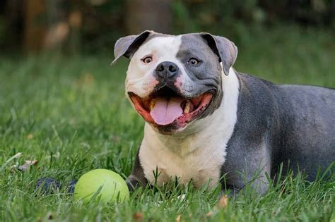 American Bully Lifespan: How Long Do These Dogs Live? - A-Z Animals